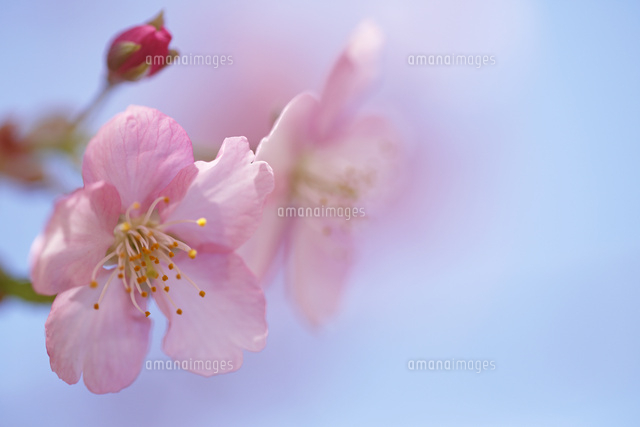 カワヅサクラ
(c)Tetsuya Tanooka/a.collectionRF