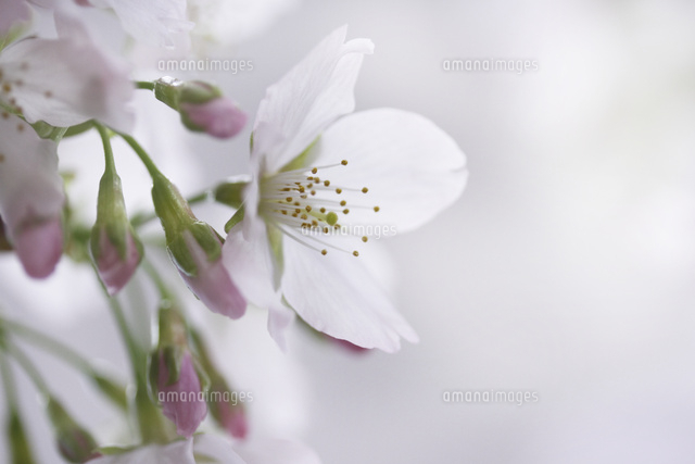 サクラ
(c)Tetsuya Tanooka/a.collectionRF