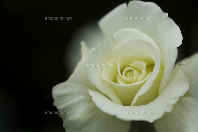 バラ
(c)Tetsuya Tanooka/a.collectionRF