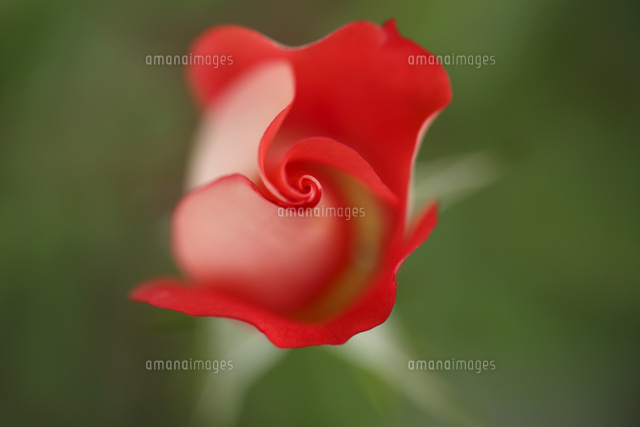 バラ
(c)Tetsuya Tanooka/a.collectionRF