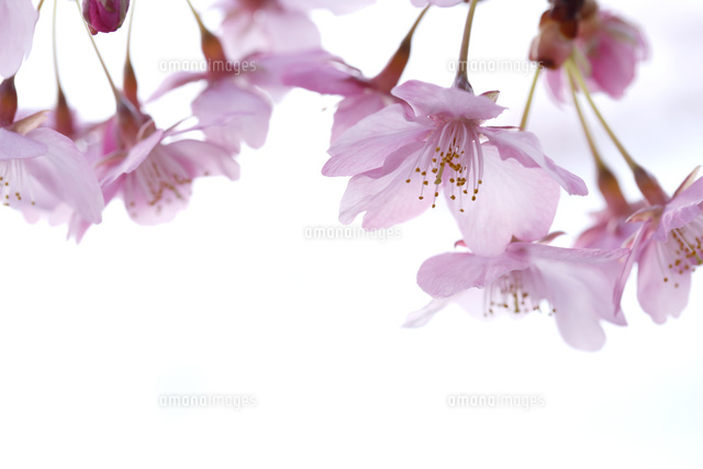 カワヅサクラ
(c)Tetsuya Tanooka/a.collectionRF