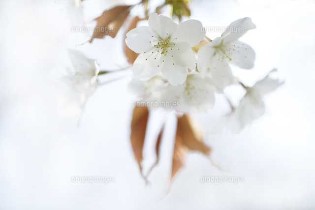 サクラ
(c)Tetsuya Tanooka/a.collectionRF