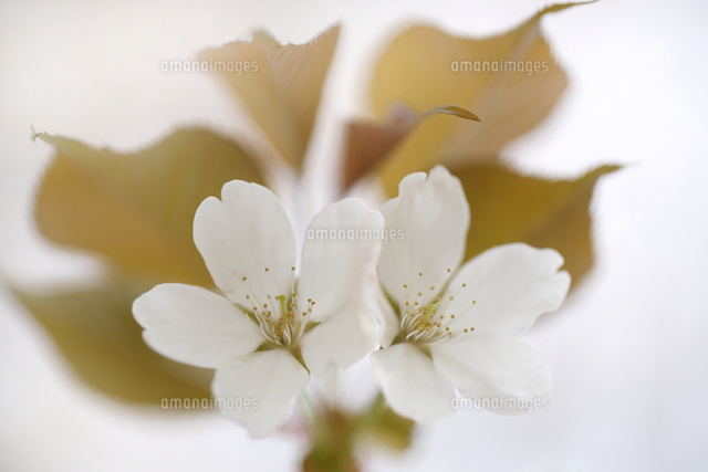 サクラ
(c)Tetsuya Tanooka/a.collectionRF