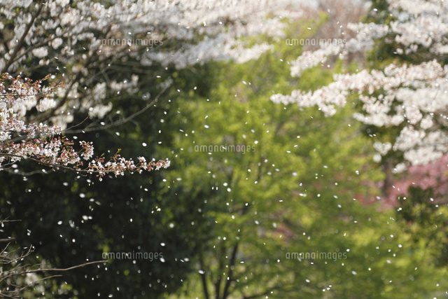 サクラ
(c)Tetsuya Tanooka/a.collectionRF