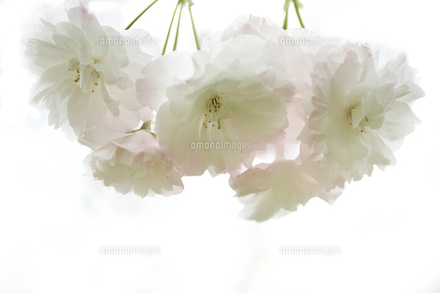サクラ
(c)Tetsuya Tanooka/a.collectionRF