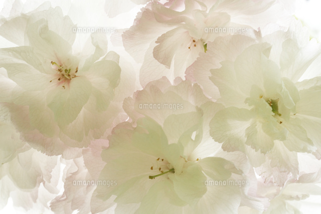 サクラ
(c)Tetsuya Tanooka/a.collectionRF