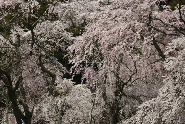 サクラ
(c)Tetsuya Tanooka/a.collectionRF