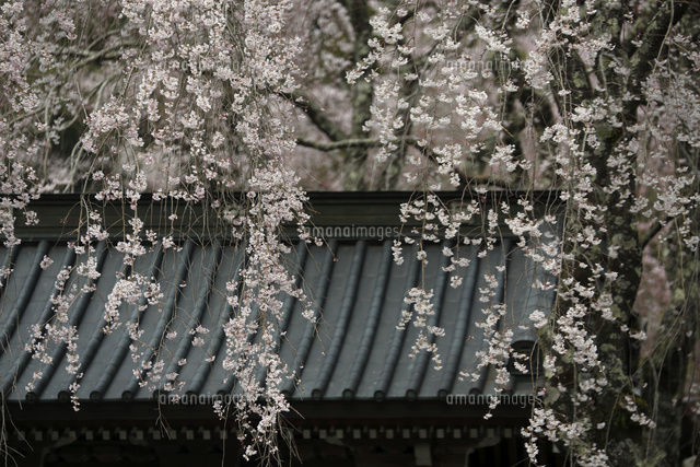 サクラ
(c)Tetsuya Tanooka/a.collectionRF
