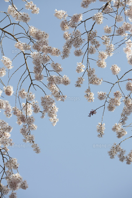 サクラ
(c)Tetsuya Tanooka/a.collectionRF