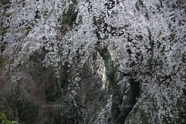 サクラ
(c)Tetsuya Tanooka/a.collectionRF