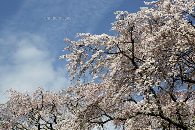サクラ
(c)Tetsuya Tanooka/a.collectionRF