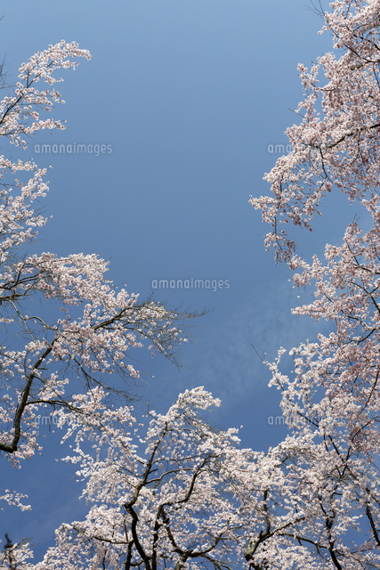 サクラ
(c)Tetsuya Tanooka/a.collectionRF