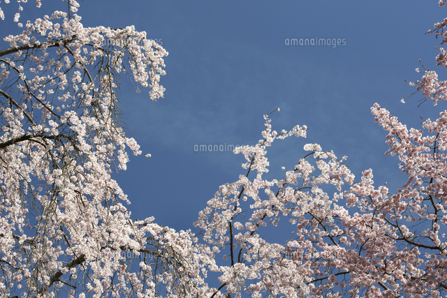 サクラ
(c)Tetsuya Tanooka/a.collectionRF