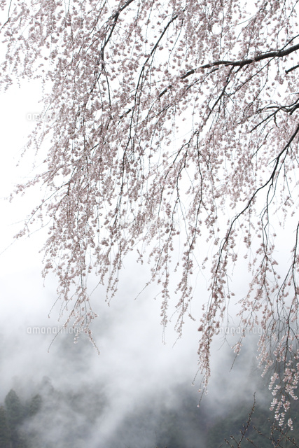 サクラ
(c)Tetsuya Tanooka/a.collectionRF