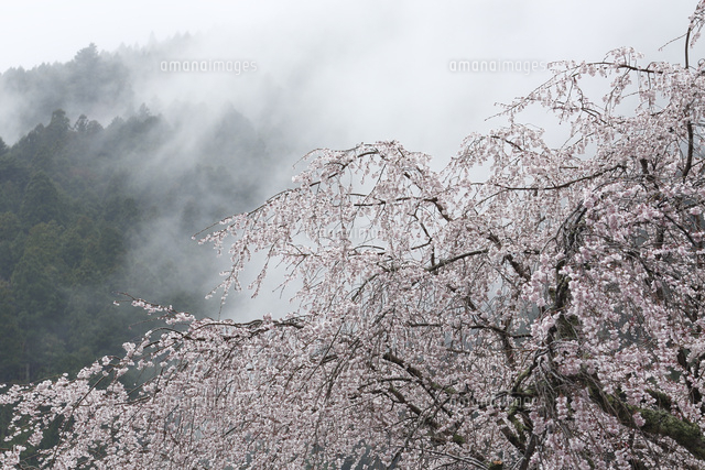 サクラ
(c)Tetsuya Tanooka/a.collectionRF