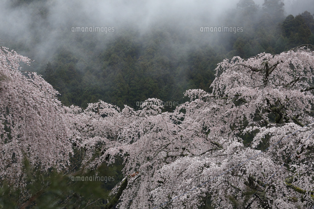サクラ
(c)Tetsuya Tanooka/a.collectionRF