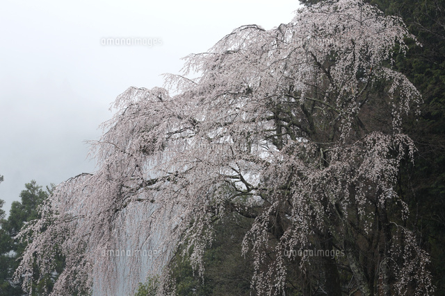 サクラ
(c)Tetsuya Tanooka/a.collectionRF