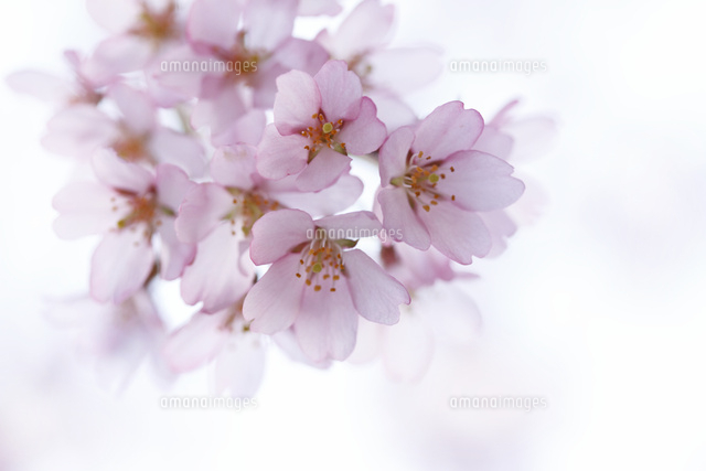 サクラ
(c)Tetsuya Tanooka/a.collectionRF