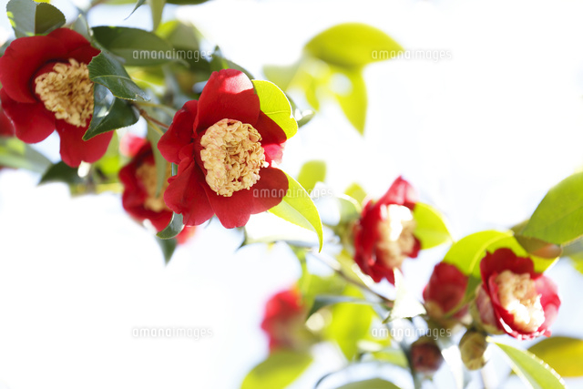 ツバキ
(c)Tetsuya Tanooka/a.collectionRF