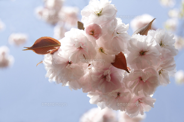 サクラ
(c)Tetsuya Tanooka/a.collectionRF