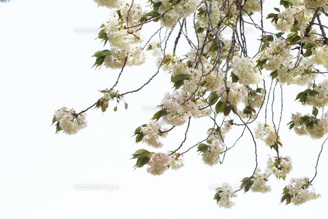 サクラ
(c)Tetsuya Tanooka/a.collectionRF