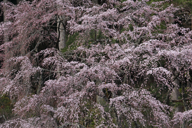 サクラ
(c)Tetsuya Tanooka/a.collectionRF