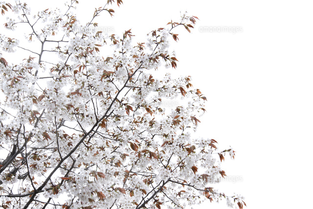 サクラ
(c)Tetsuya Tanooka/a.collectionRF