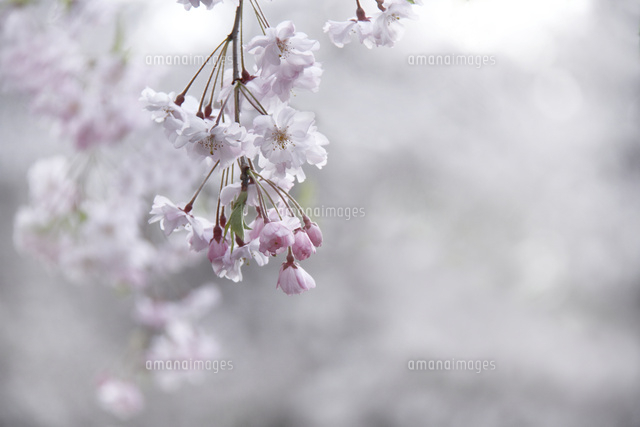 サクラ
(c)Tetsuya Tanooka/a.collectionRF