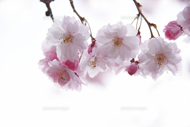サクラ
(c)Tetsuya Tanooka/a.collectionRF