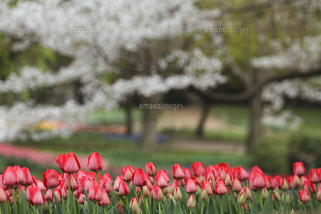 チューリップ
(c)Tetsuya Tanooka/a.collectionRF