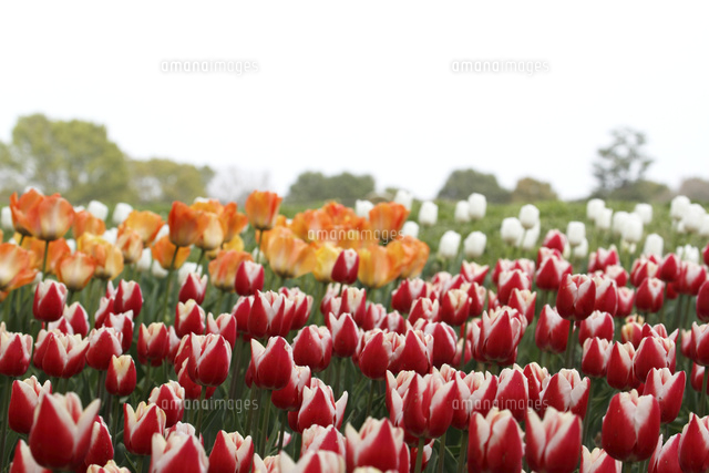 チューリップ
(c)Tetsuya Tanooka/a.collectionRF