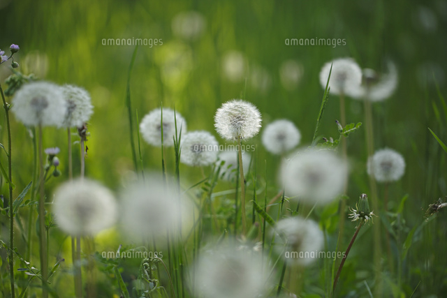 タンポポ
(c)Tetsuya Tanooka/a.collectionRF