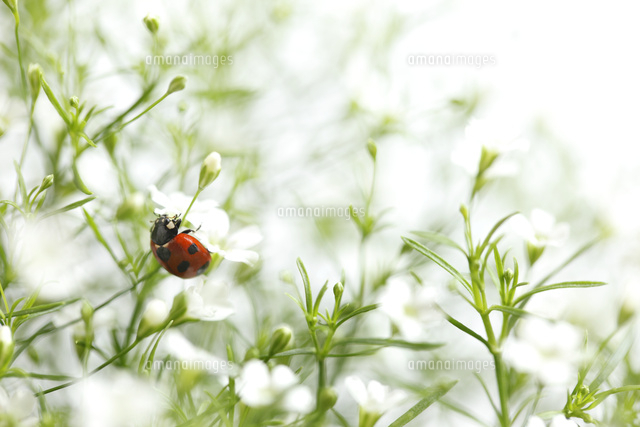 てんとう虫とカスミソウ
(c)Tetsuya Tanooka/a.collectionRF
