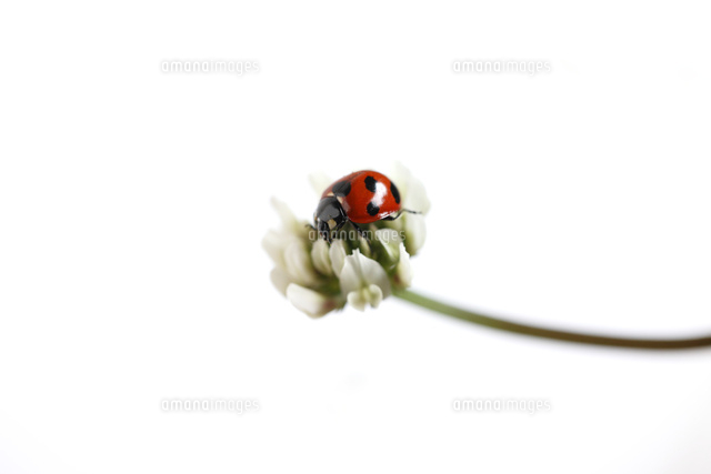 てんとう虫とクローバ
(c)Tetsuya Tanooka/a.collectionRF