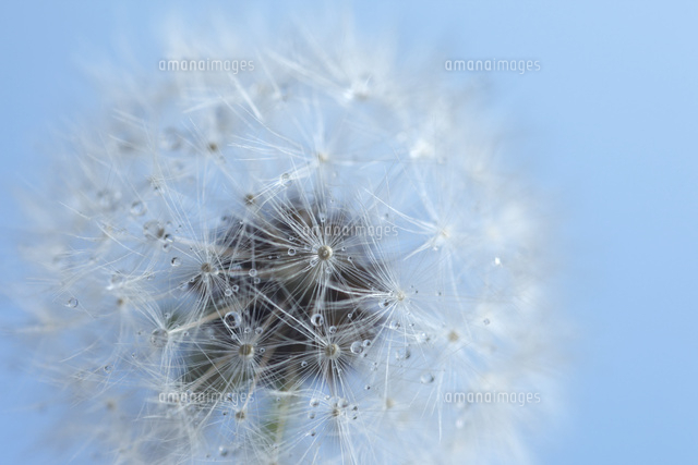 タンポポ
(c)Tetsuya Tanooka/a.collectionRF