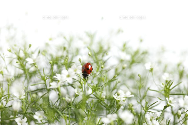 てんとう虫とカスミソウ
(c)Tetsuya Tanooka/a.collectionRF