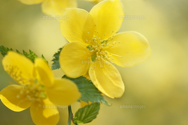 ヤマブキ
(c)Tetsuya Tanooka/a.collectionRF