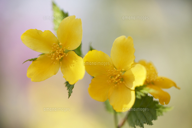 ヤマブキ
(c)Tetsuya Tanooka/a.collectionRF