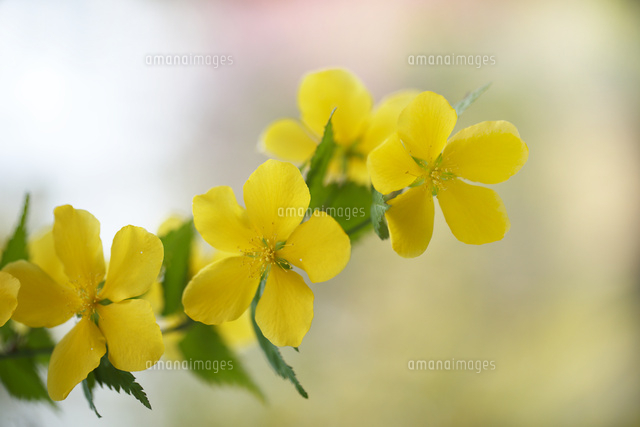 ヤマブキ
(c)Tetsuya Tanooka/a.collectionRF