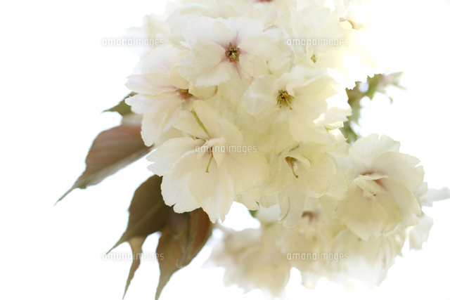 サクラ
(c)Tetsuya Tanooka/a.collectionRF