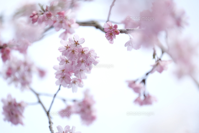 サクラ
(c)Tetsuya Tanooka/a.collectionRF