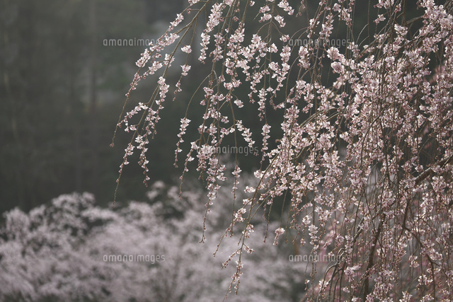 サクラ
(c)Tetsuya Tanooka/a.collectionRF
