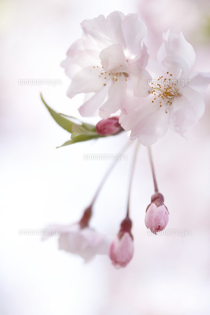 サクラ
(c)Tetsuya Tanooka/a.collectionRF