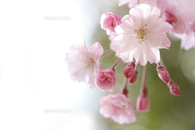 サクラ
(c)Tetsuya Tanooka/a.collectionRF