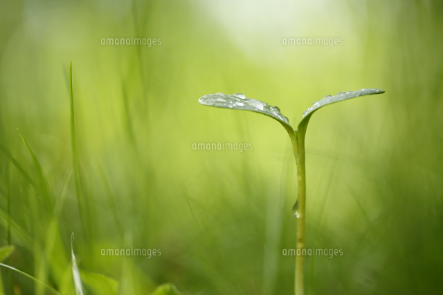 双葉
(c)Tetsuya Tanooka/a.collectionRF