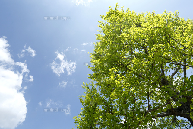 新緑
(c)Tetsuya Tanooka/a.collectionRF
