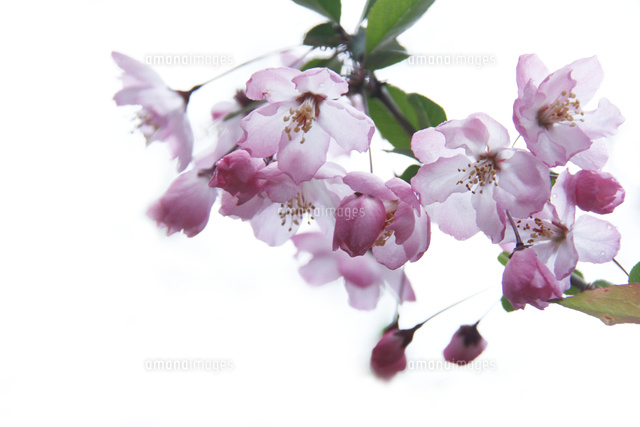 カイドウ
(c)Tetsuya Tanooka/a.collectionRF