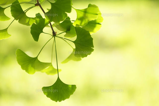 新緑
(c)Tetsuya Tanooka/a.collectionRF