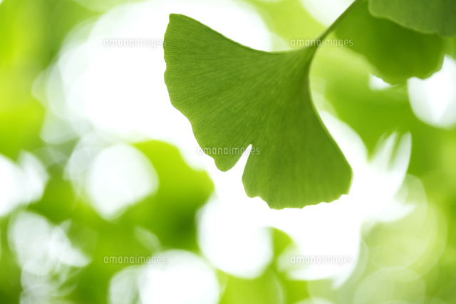 新緑
(c)Tetsuya Tanooka/a.collectionRF