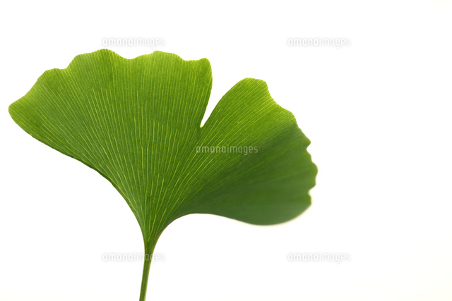 新緑
(c)Tetsuya Tanooka/a.collectionRF